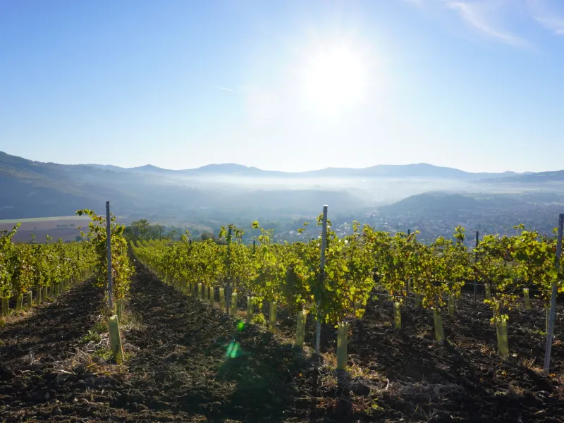 Pont de vue sur le vignoble dans la Comté 