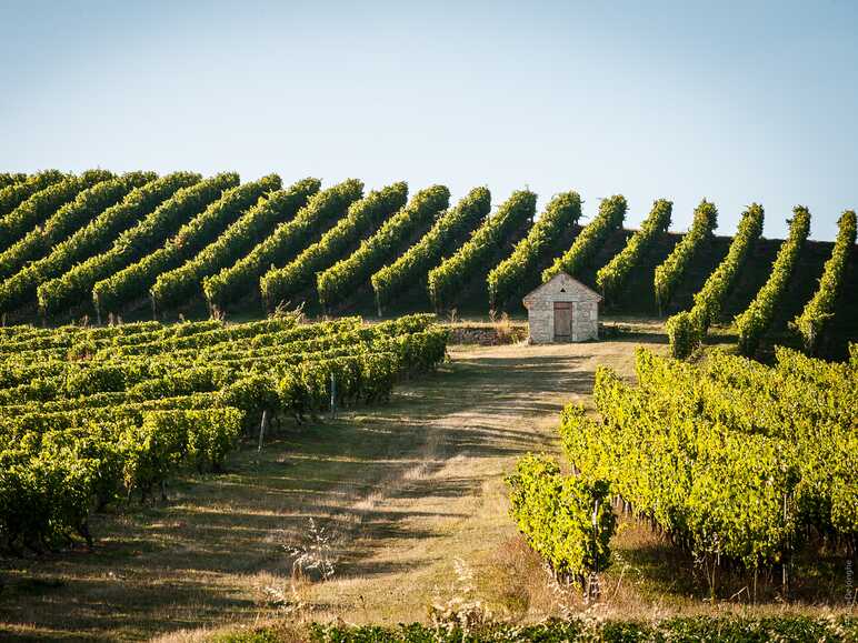 Road trip dans le vignoble de Saint-Pourçain